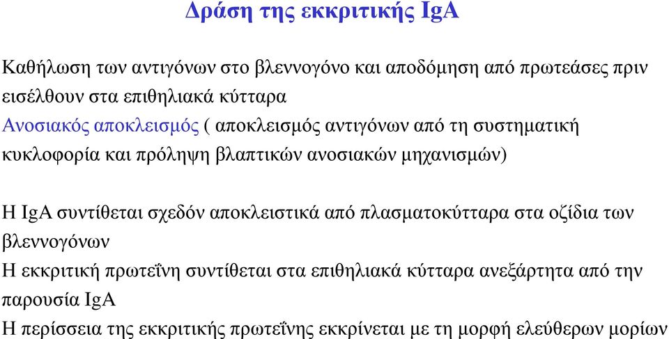 µηχανισµών) Η IgA συντίθεται σχεδόν αποκλειστικά από πλασµατοκύτταρα στα οζίδια των βλεννογόνων Η εκκριτική πρωτεΐνη