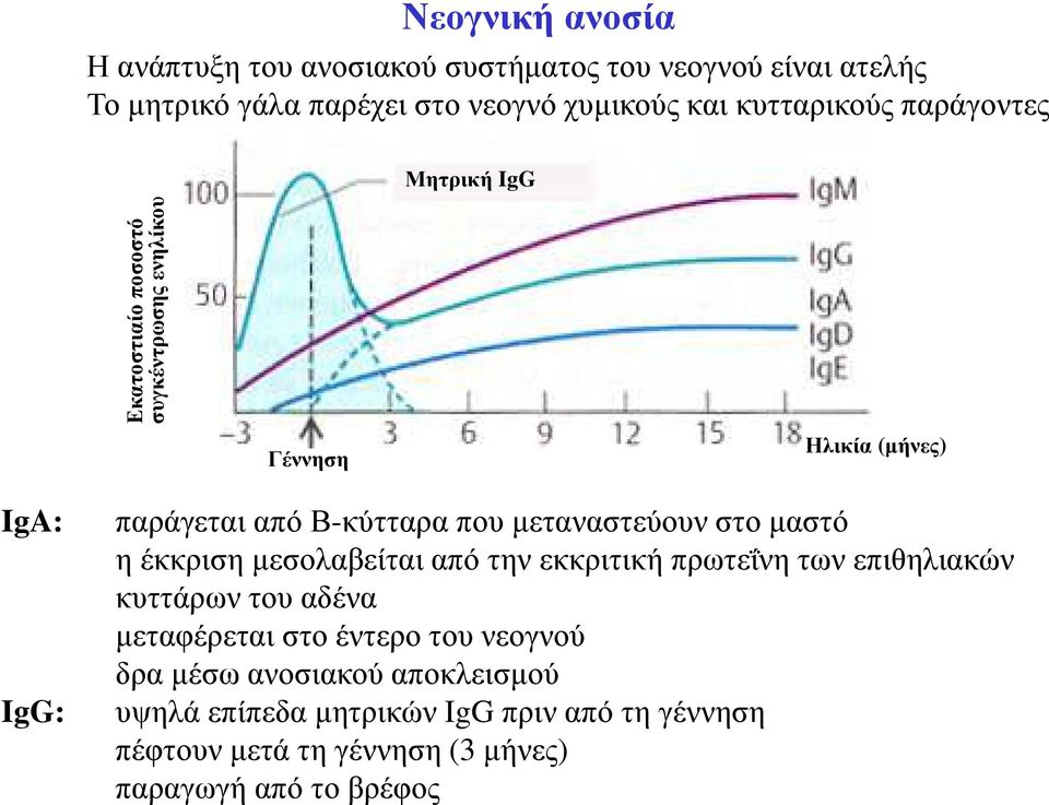 που µεταναστεύουν στο µαστό η έκκριση µεσολαβείται από την εκκριτική πρωτεΐνη των επιθηλιακών κυττάρων του αδένα µεταφέρεται στο έντερο