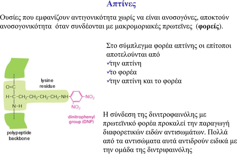 Στο σύµπλεγµα φορέα απτίνης οι επίτοποι αποτελούνται από την απτίνη το φορέα την απτίνη και το φορέα Η