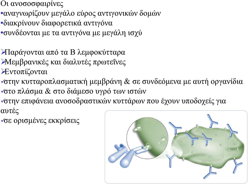 πρωτεΐνες Εντοπίζονται στην κυτταροπλασµατική µεµβράνη & σε συνδεόµενα µε αυτή οργανίδια στο πλάσµα &