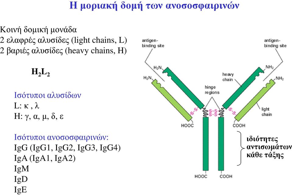 Ισότυποι αλυσίδων L:κ, λ H:γ, α, µ, δ, ε Ισότυποι ανοσοσφαιρινών: IgG