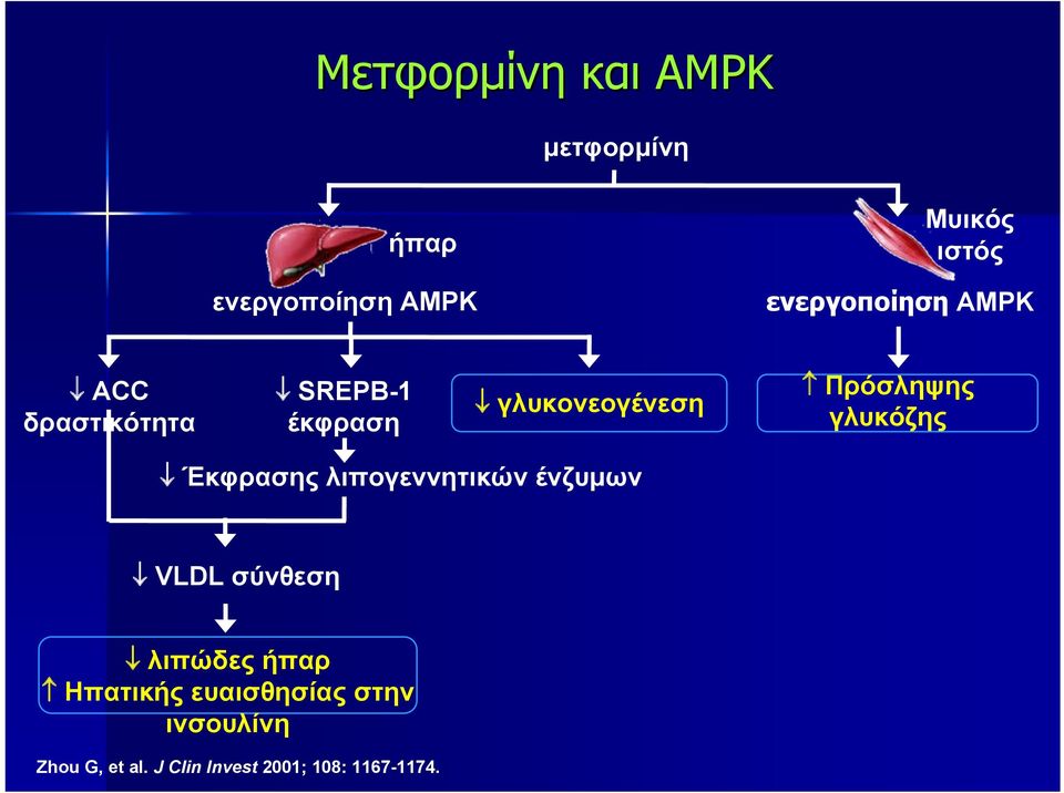 Πρόσληψης γλυκόζης Έκφρασης λιπογεννητικών ένζυμων VLDL σύνθεση λιπώδες