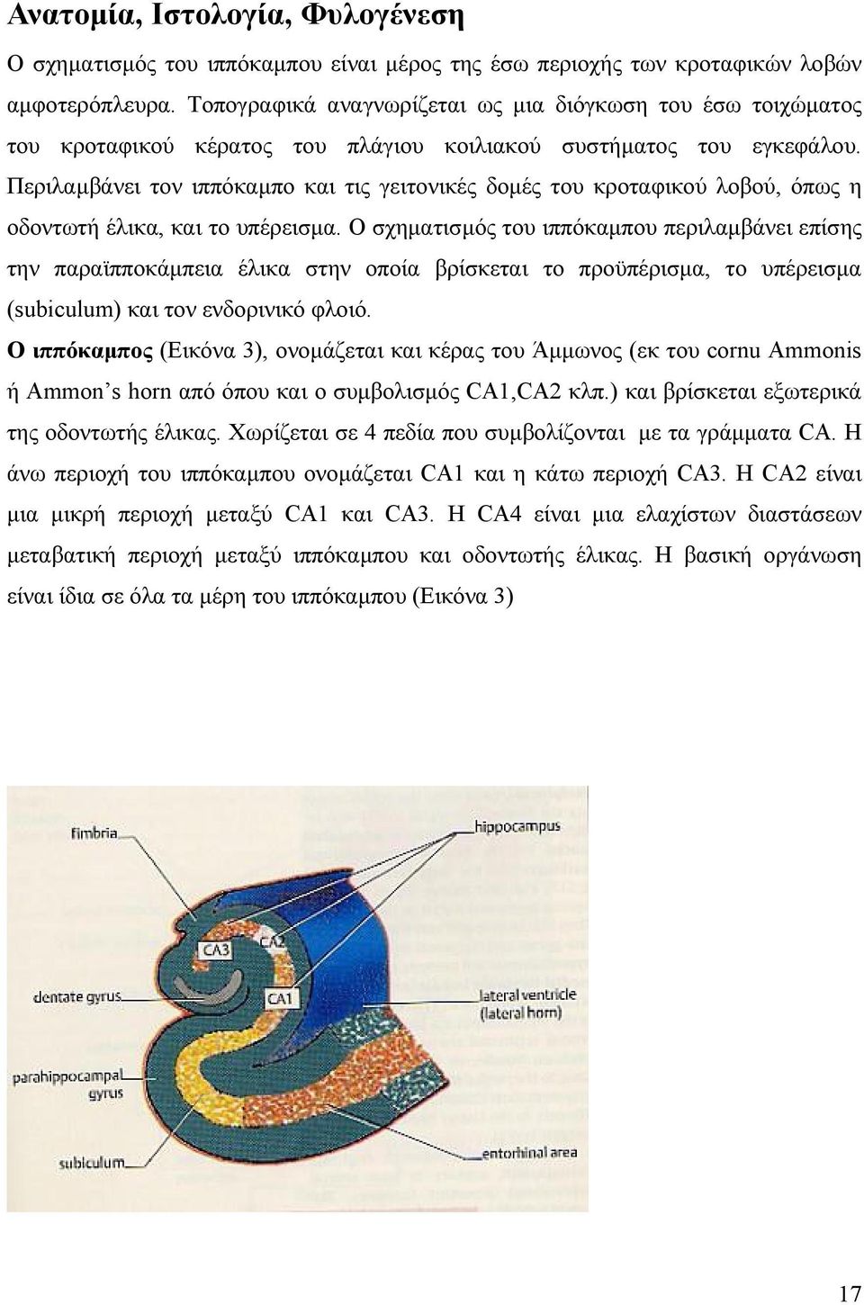 Περιλαµβάνει τον ιππόκαµπο και τις γειτονικές δοµές του κροταφικού λοβού, όπως η οδοντωτή έλικα, και το υπέρεισµα.