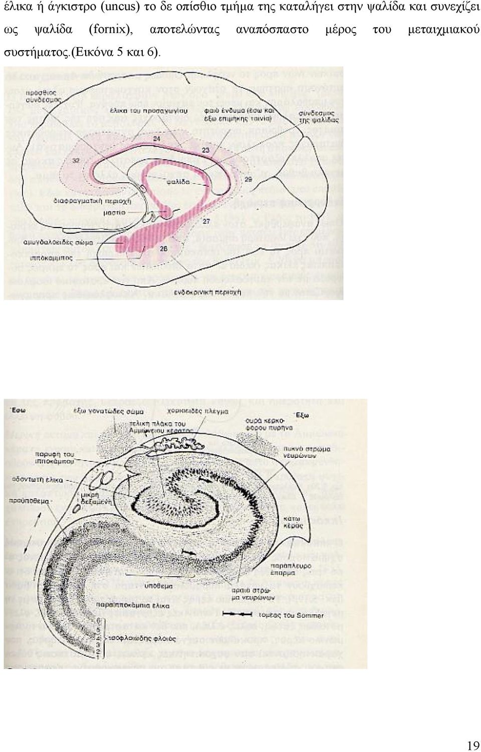 ψαλίδα (fornix), αποτελώντας αναπόσπαστο