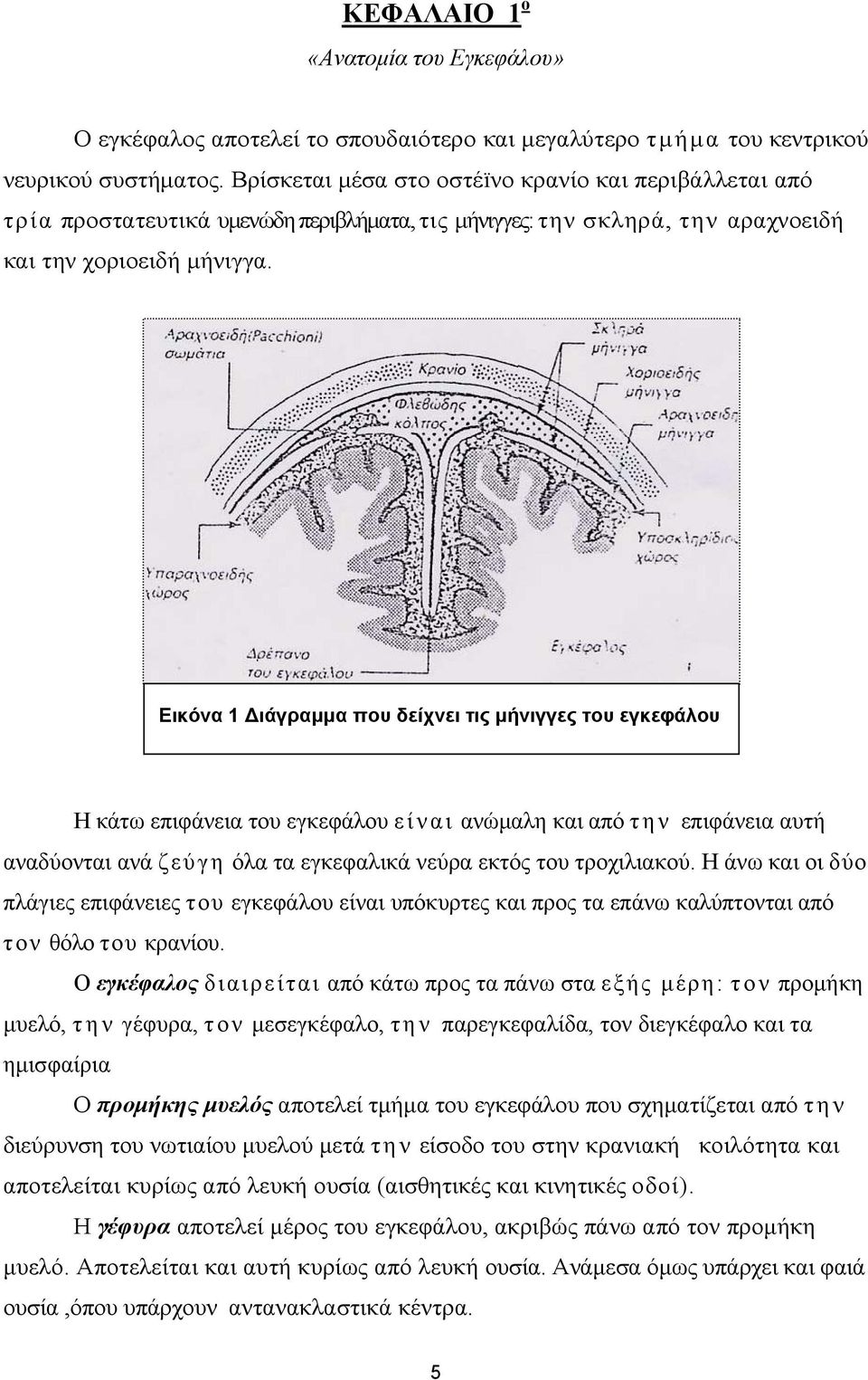 Εικόνα 1 Διάγραμμα που δείχνει τις μήνιγγες του εγκεφάλου Η κάτω επιφάνεια του εγκεφάλου είναι ανώμαλη και από την επιφάνεια αυτή αναδύονται ανά ζεύγη όλα τα εγκεφαλικά νεύρα εκτός του τροχιλιακού.