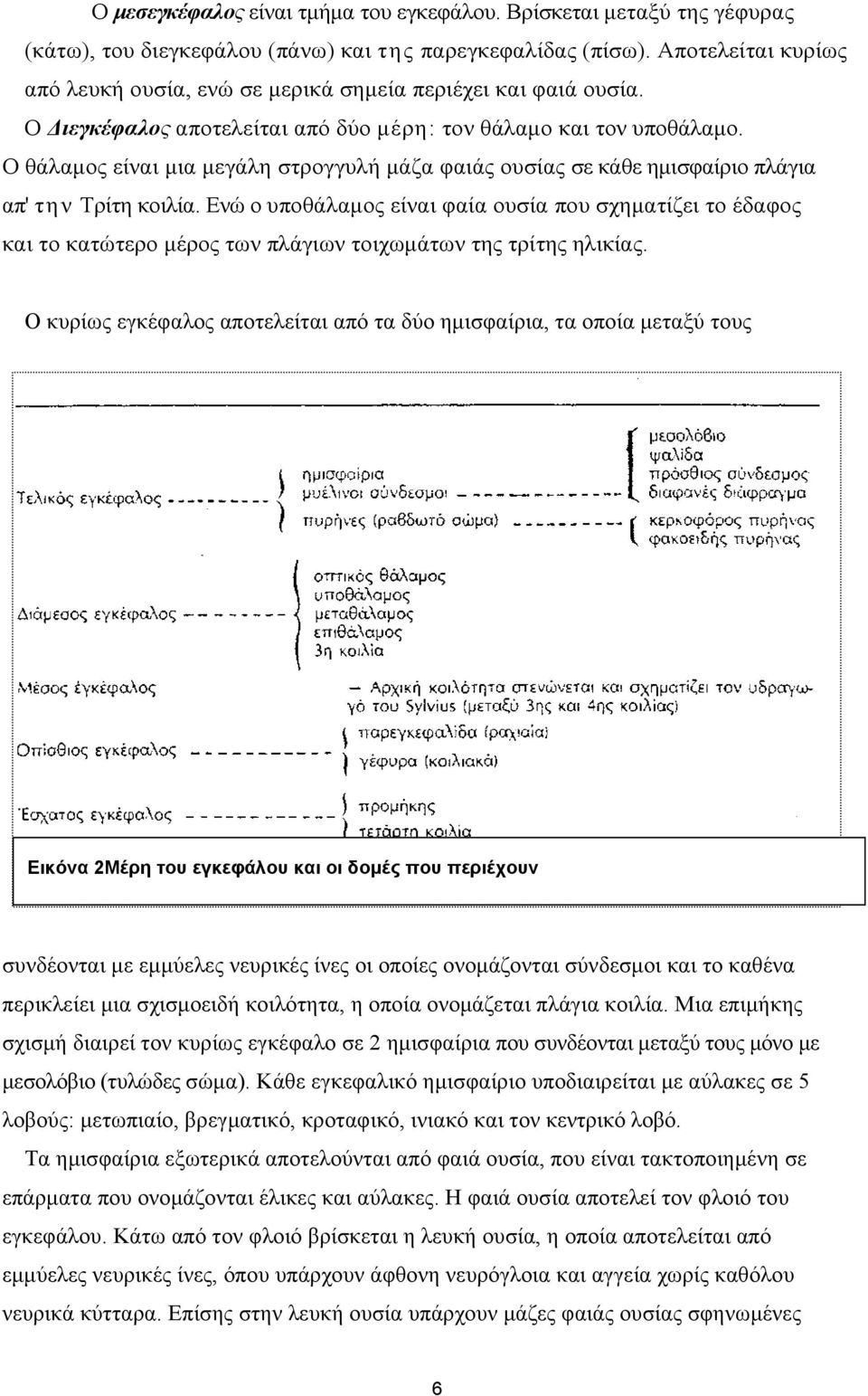 Ο θάλαμος είναι μια μεγάλη στρογγυλή μάζα φαιάς ουσίας σε κάθε ημισφαίριο πλάγια απ' την Τρίτη κοιλία.