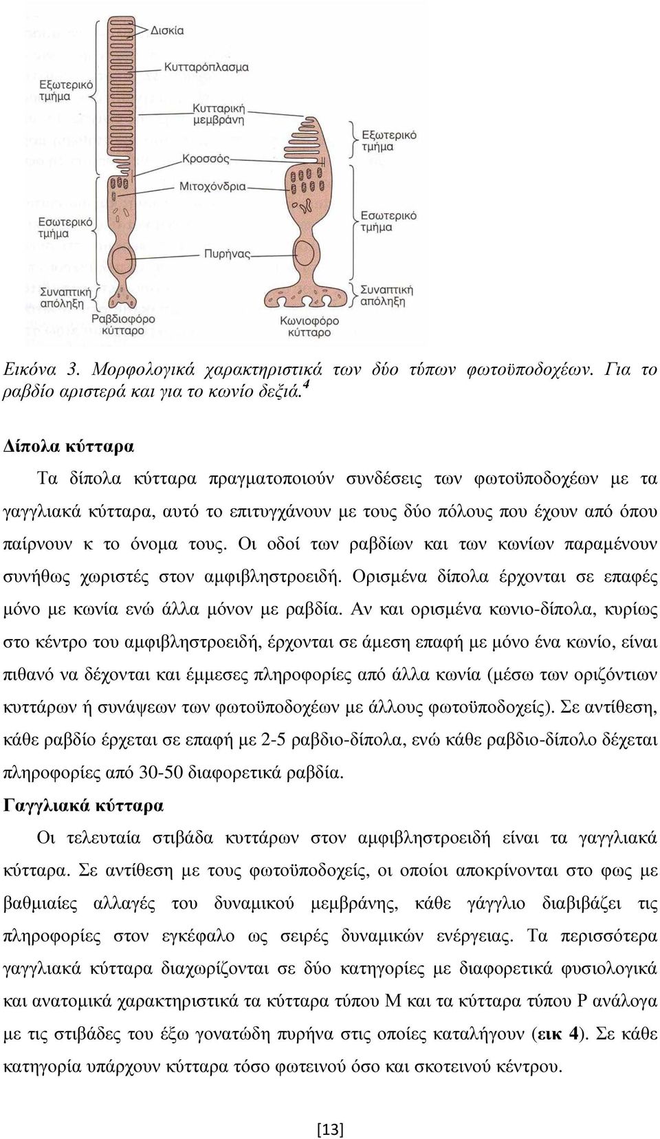 Οι οδοί των ραβδίων και των κωνίων παραµένουν συνήθως χωριστές στον αµφιβληστροειδή. Ορισµένα δίπολα έρχονται σε επαφές µόνο µε κωνία ενώ άλλα µόνον µε ραβδία.