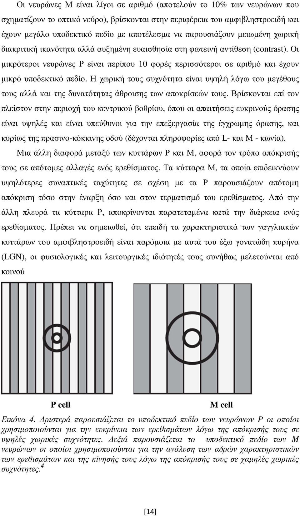 Οι µικρότεροι νευρώνες Ρ είναι περίπου 10 φορές περισσότεροι σε αριθµό και έχουν µικρό υποδεκτικό πεδίο.