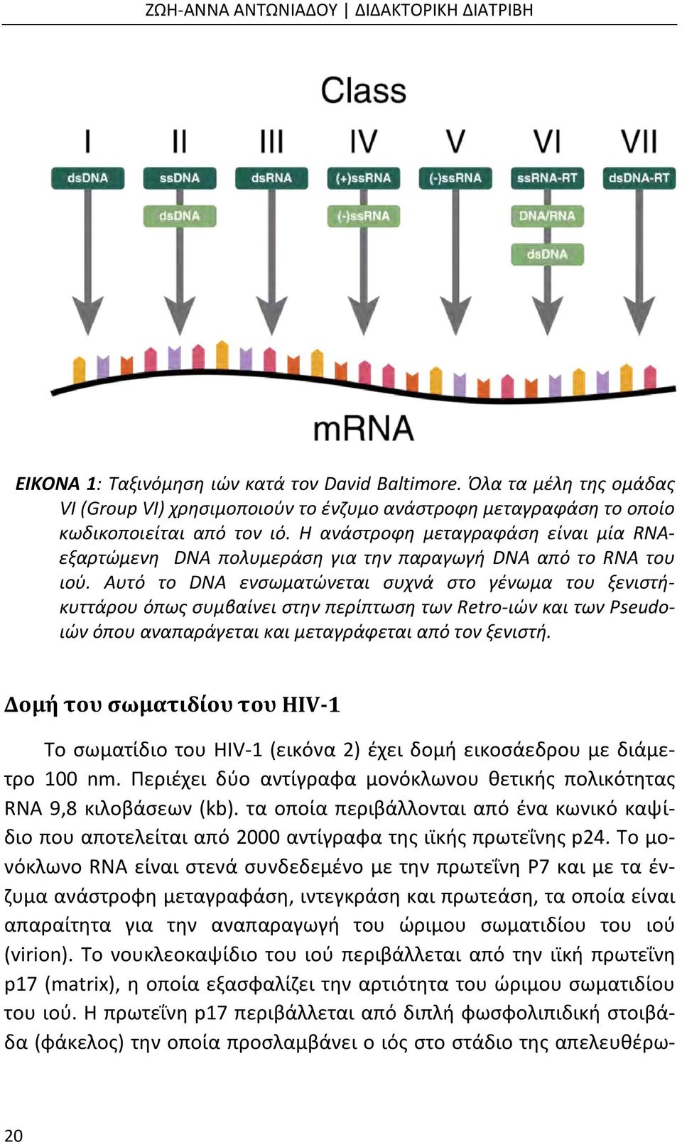 Η ανάστροφη μεταγραφάση είναι μία RNAεξαρτώμενη DNA πολυμεράση για την παραγωγή DNA από το RNA του ιού.