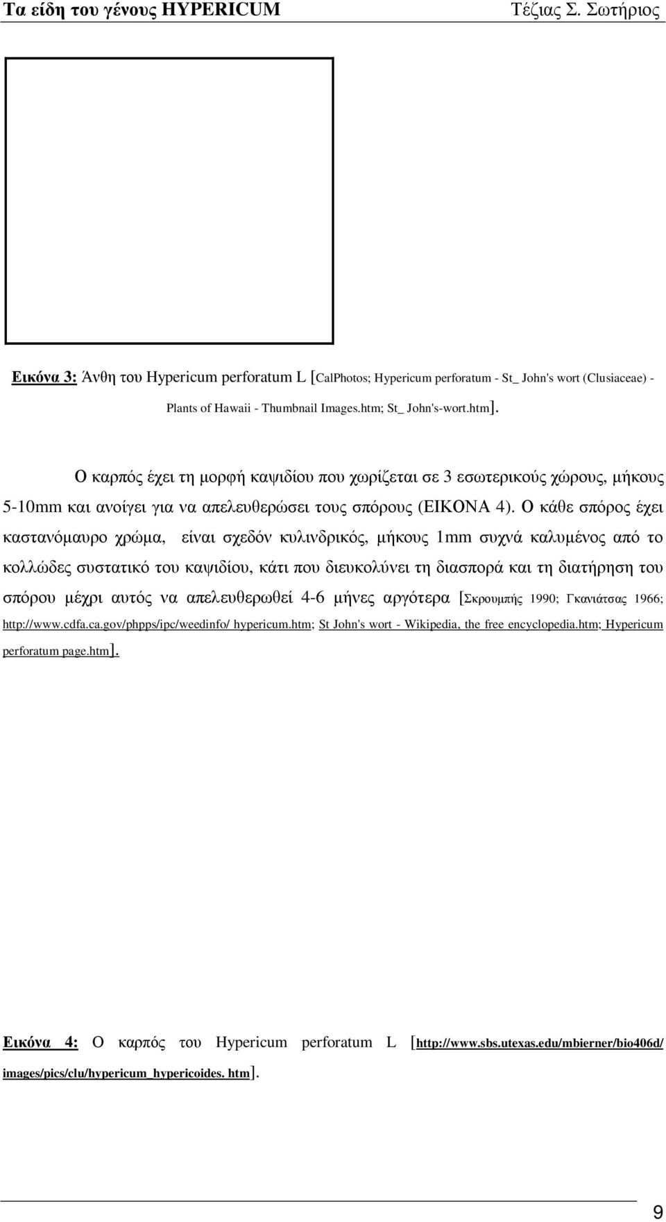 Ο κάθε σπόρος έχει καστανόμαυρο χρώμα, είναι σχεδόν κυλινδρικός, μήκους 1mm συχνά καλυμένος από το κολλώδες συστατικό του καψιδίου, κάτι που διευκολύνει τη διασπορά και τη διατήρηση του σπόρου μέχρι