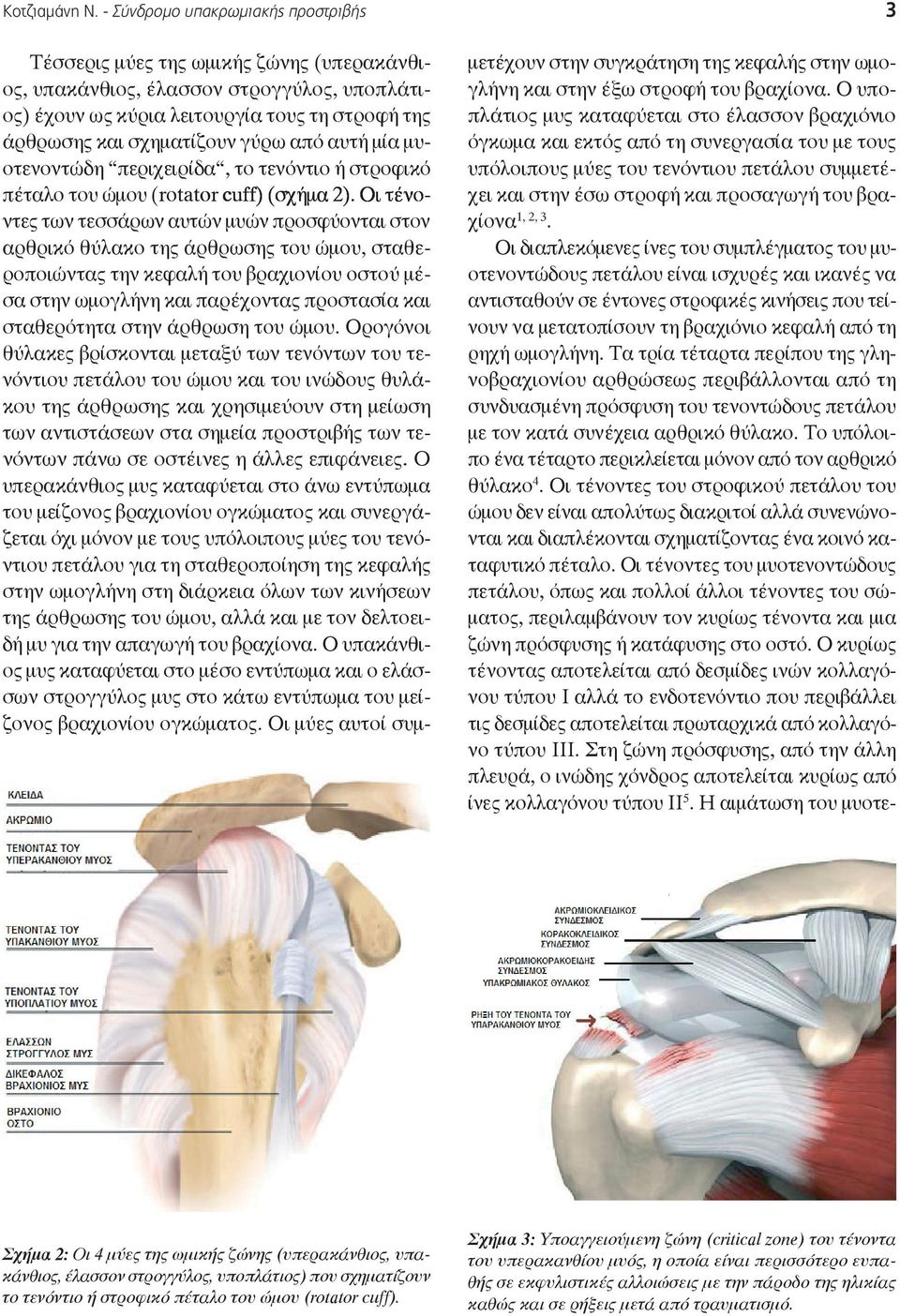 γύρω από αυτή μία μυ οτενοντώδη περιχειρίδα, το τενόντιο ή στροφικό πέταλο του ώμου ( rotator ) ) ) ) (σχήμα 2).