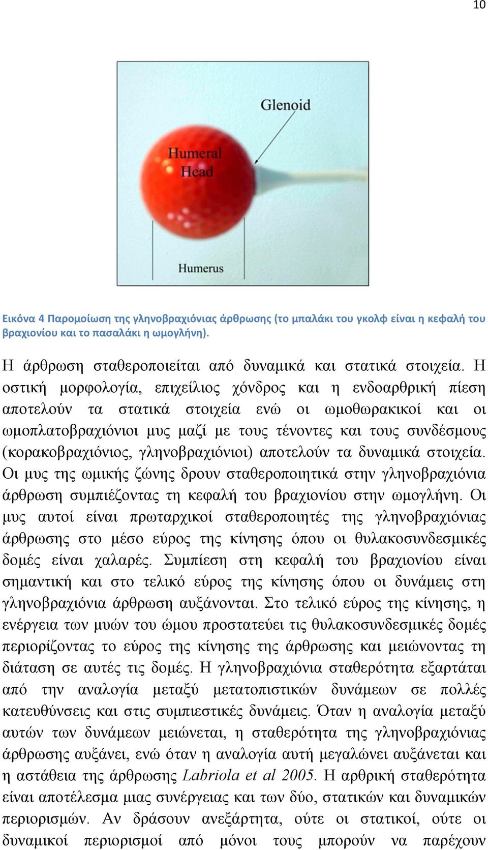 (κορακοβραχιόνιος, γληνοβραχιόνιοι) αποτελούν τα δυναµικά στοιχεία. Οι µυς της ωµικής ζώνης δρουν σταθεροποιητικά στην γληνοβραχιόνια άρθρωση συµπιέζοντας τη κεφαλή του βραχιονίου στην ωµογλήνη.