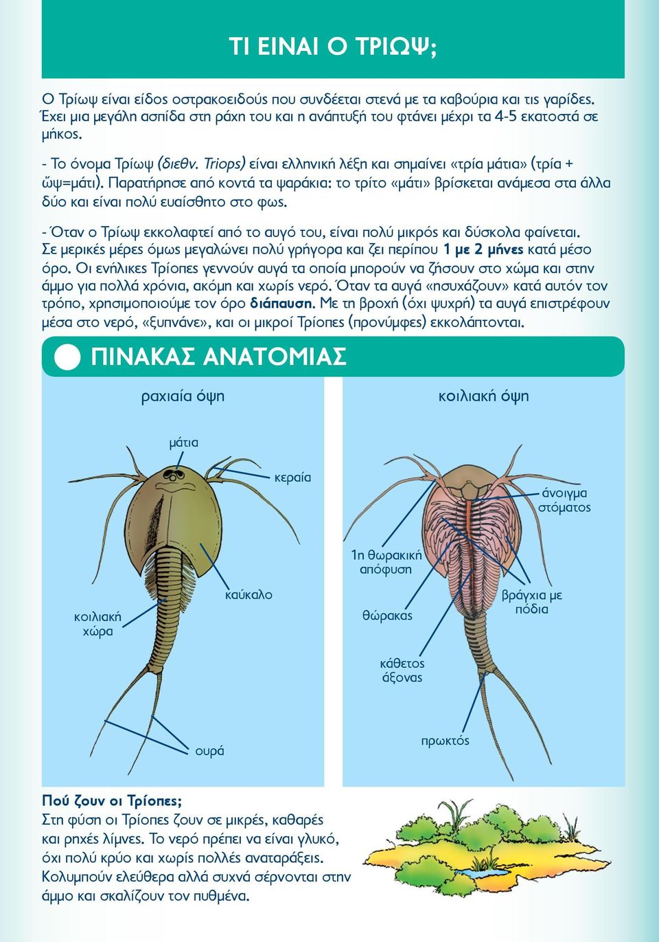 Παρατήρησε από κοντά τα ψαράκια: το τρίτο «μάτι» βρίσκεται ανάμεσα στα άλλα δύο και είναι πολύ ευαίσθητο στο φως. - Όταν ο Τρίωψ εκκολαφτεί από το αυγό του, είναι πολύ μικρός και δύσκολα φαίνεται.