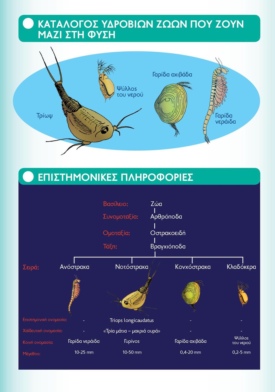 Κονχόστρακα Κλαδόκερα Επιστημονική ονομασία: Χαϊδευτική ονομασία: Κοινή ονομασία: Μέγεθος: - Triops longicaudatus - -
