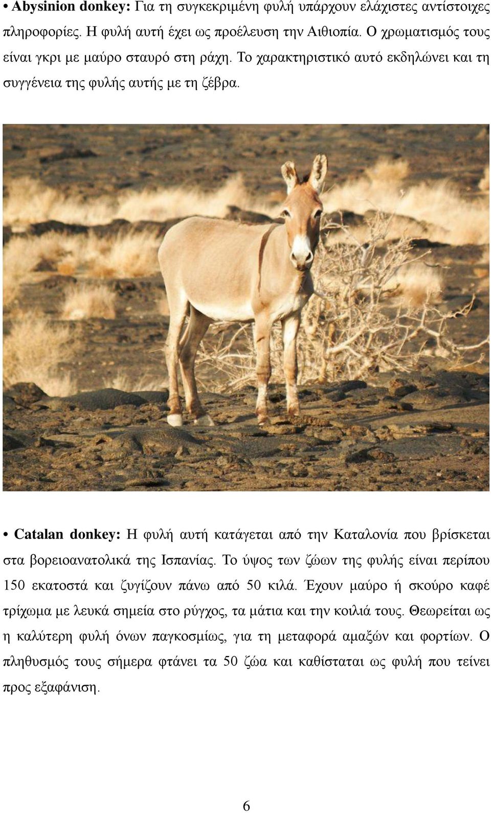 Catalan donkey: Η φυλή αυτή κατάγεται από την Καταλονία που βρίσκεται στα βορειοανατολικά της Ισπανίας.
