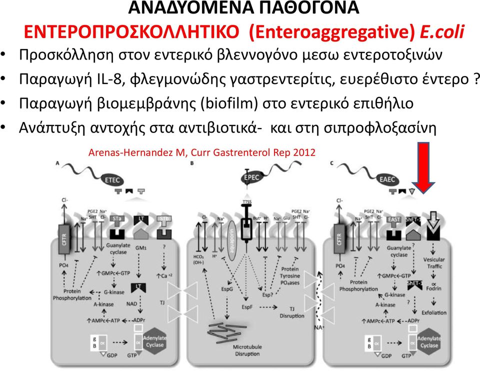 φλεγμονώδης γαστρεντερίτις, ευερέθιστο έντερο?