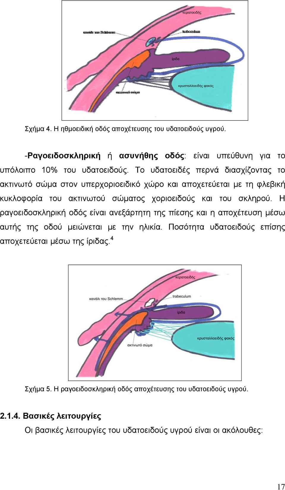 σκληρού. Η ραγοειδοσκληρική οδός είναι ανεξάρτητη της πίεσης και η αποχέτευση μέσω αυτής της οδού μειώνεται με την ηλικία.