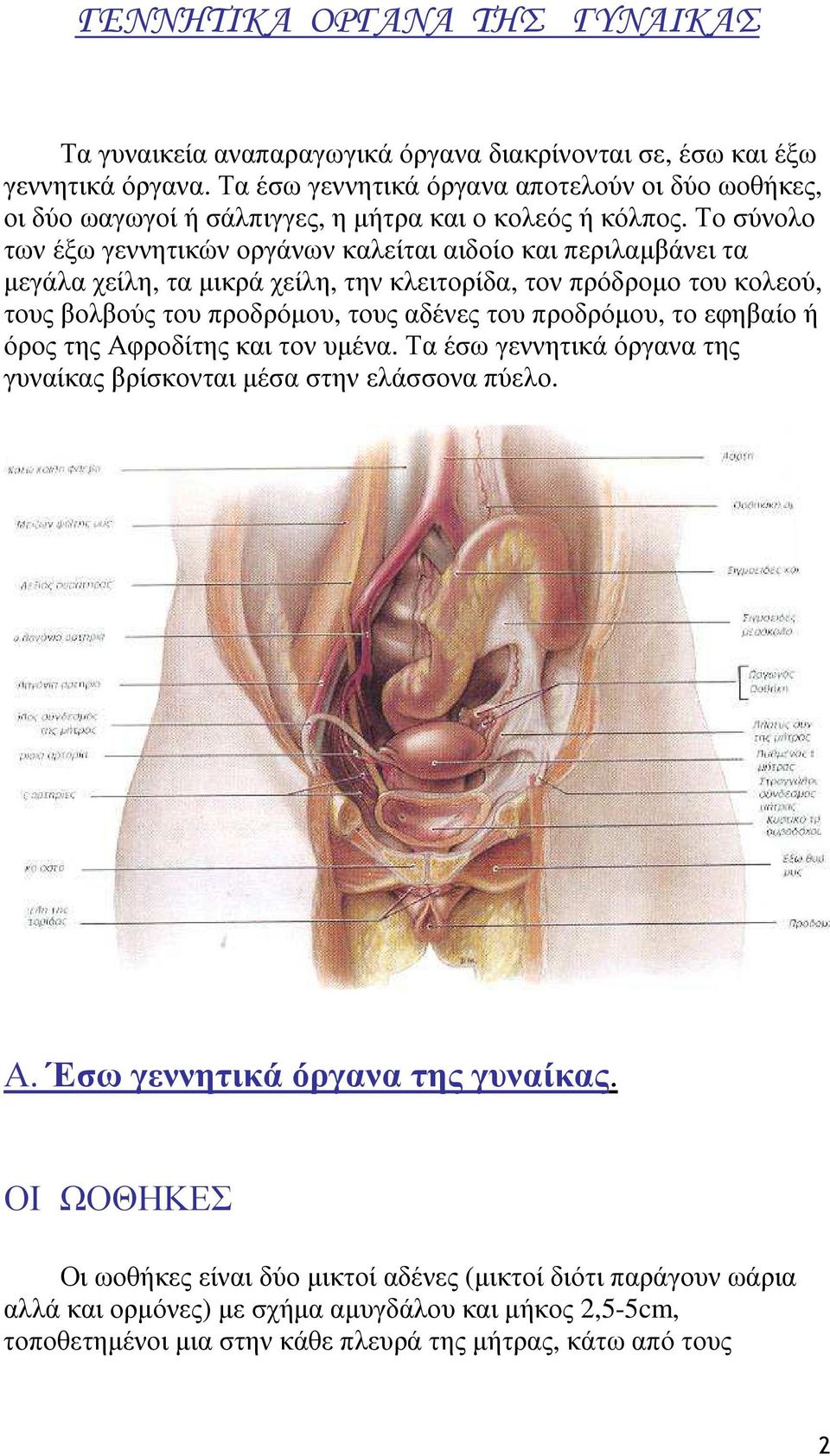 Το σύνολο των έξω γεννητικών οργάνων καλείται αιδοίο και περιλαµβάνει τα µεγάλα χείλη, τα µικρά χείλη, την κλειτορίδα, τον πρόδροµο του κολεού, τους βολβούς του προδρόµου, τους αδένες του