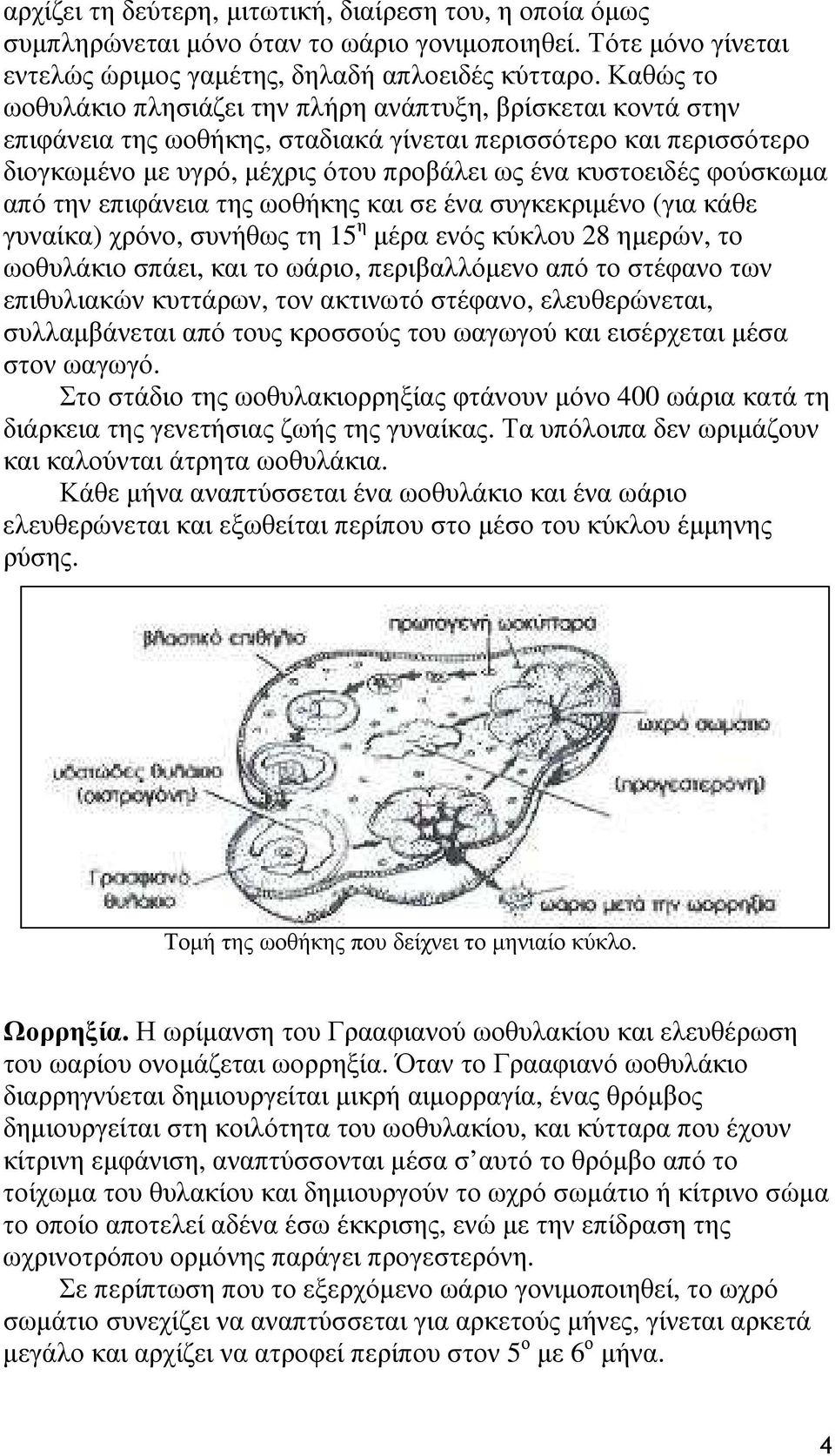 φούσκωµα από την επιφάνεια της ωοθήκης και σε ένα συγκεκριµένο (για κάθε γυναίκα) χρόνο, συνήθως τη 15 η µέρα ενός κύκλου 28 ηµερών, το ωοθυλάκιο σπάει, και το ωάριο, περιβαλλόµενο από το στέφανο των