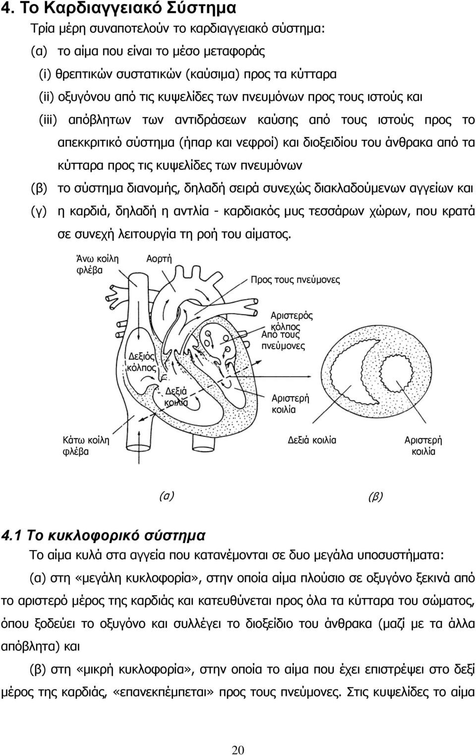 των πνευμόνων (β) το σύστημα διανομής, δηλαδή σειρά συνεχώς διακλαδούμενων αγγείων και (γ) η καρδιά, δηλαδή η αντλία - καρδιακός μυς τεσσάρων χώρων, που κρατά σε συνεχή λειτουργία τη ροή του αίματος.