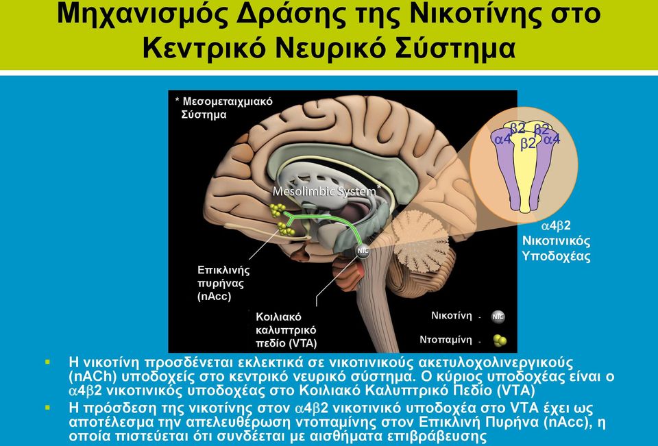 νευρικό σύστημα.