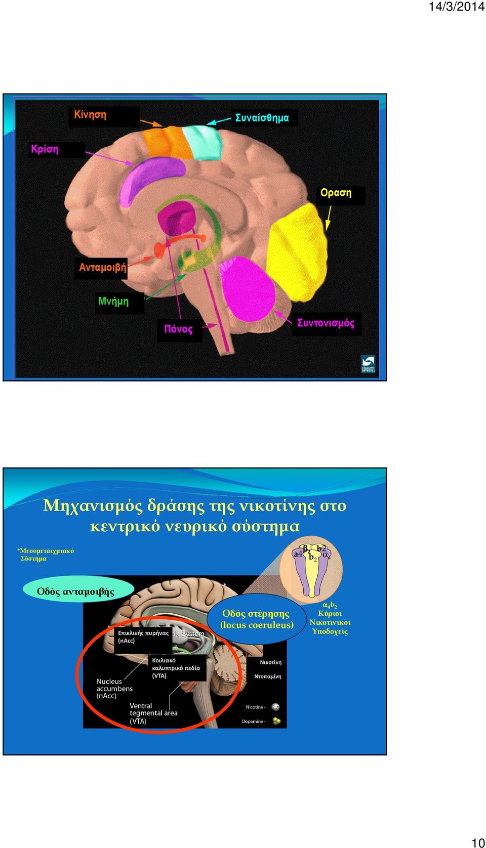 α4 Οδός ανταµοιβής * Επικλινής πυρήνας (nacc) Οδός στέρησης (locus coeruleus) α 4