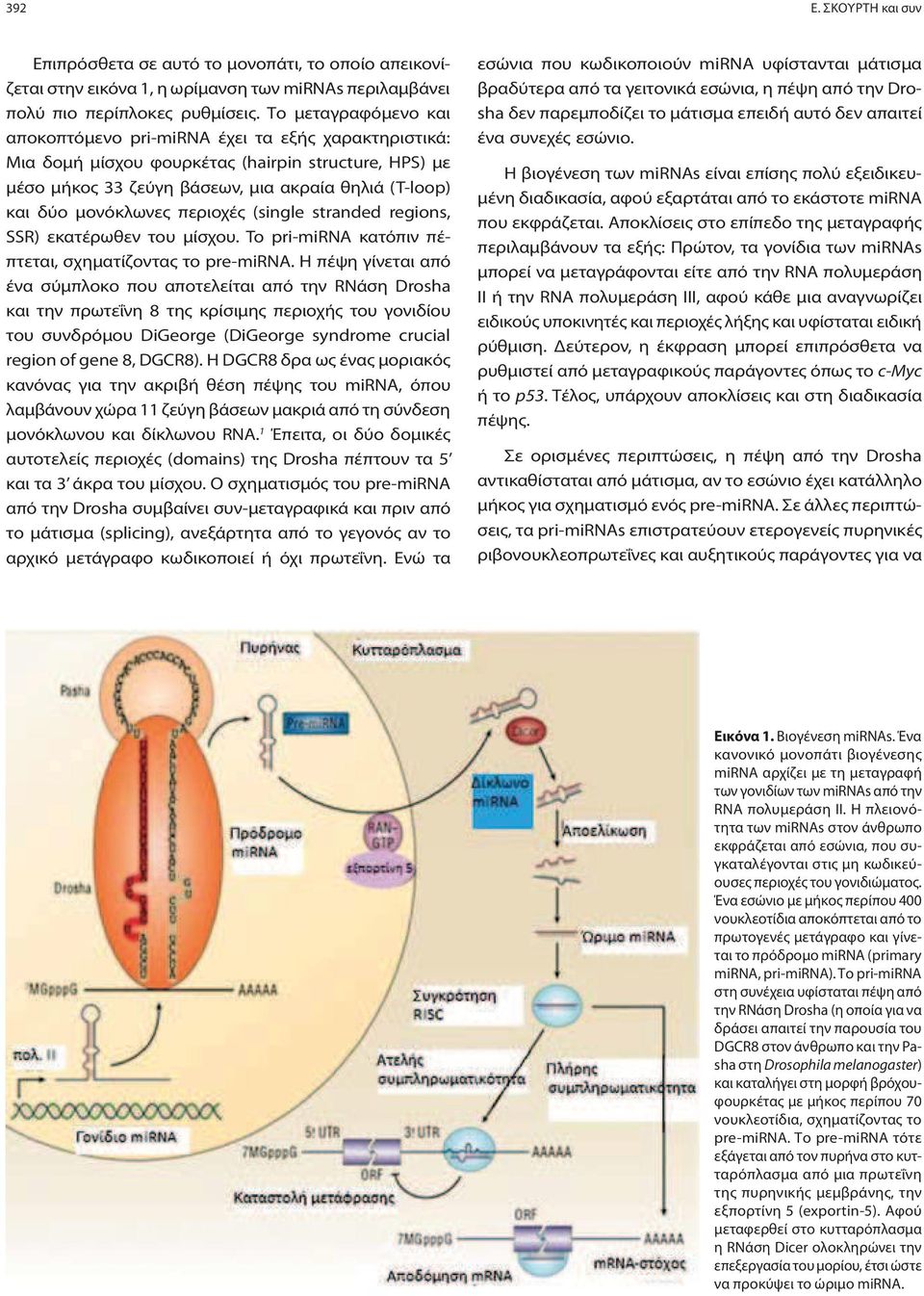 περιοχές (single stranded regions, SSR) εκατέρωθεν του μίσχου. To pri-mirna κατόπιν πέπτεται, σχηματίζοντας το pre-mirna.