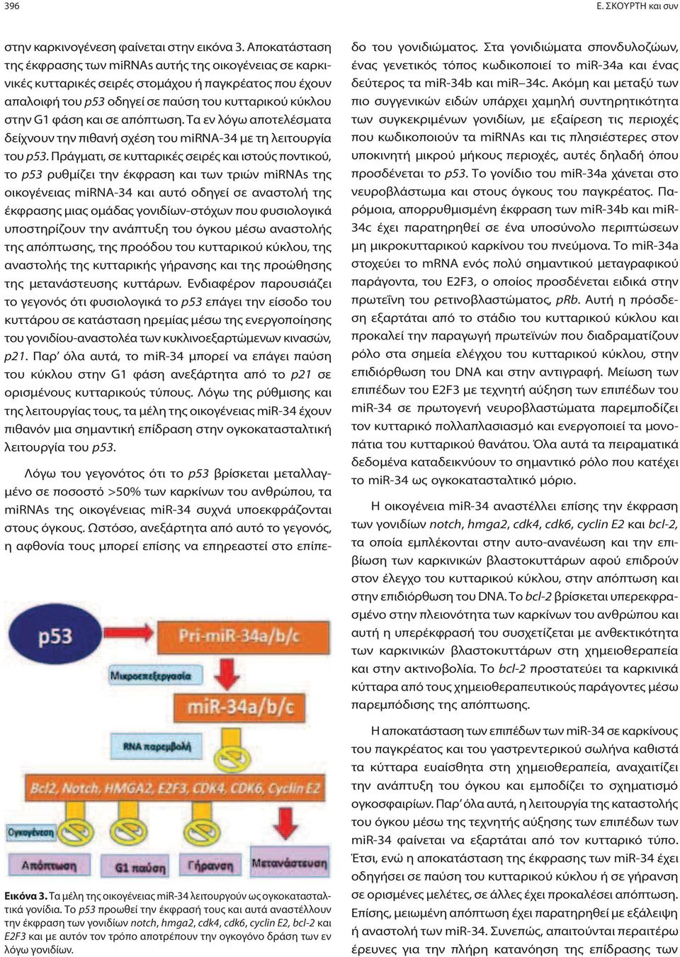 απόπτωση. Τα εν λόγω αποτελέσματα δείχνουν την πιθανή σχέση του mirna-34 με τη λειτουργία του p53.