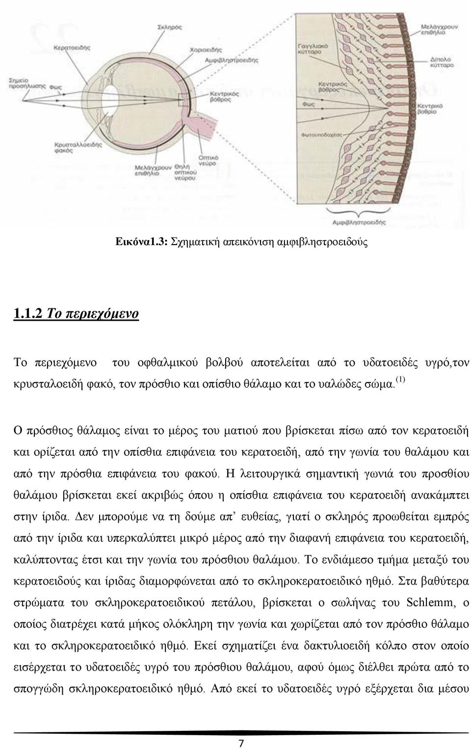 του φακού. Η λειτουργικά σημαντική γωνιά του προσθίου θαλάμου βρίσκεται εκεί ακριβώς όπου η οπίσθια επιφάνεια του κερατοειδή ανακάμπτει στην ίριδα.