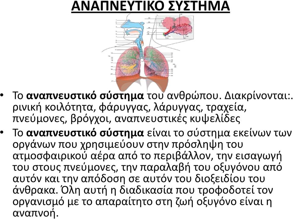 σύστημα εκείνων των οργάνων που χρησιμεύουν στην πρόσληψη του ατμοσφαιρικού αέρα από το περιβάλλον, την εισαγωγή του στους