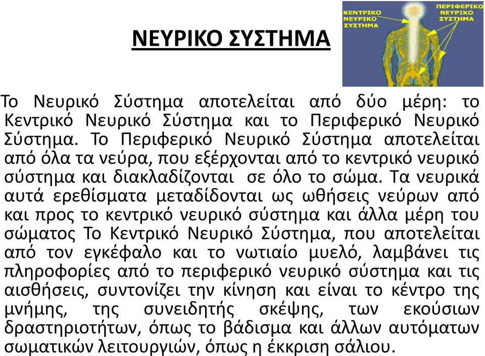 Τα νευρικά αυτά ερεθίσματα μεταδίδονται ως ωθήσεις νεύρων από και προς το κεντρικό νευρικό σύστημα και άλλα μέρη του σώματος Το Κεντρικό Νευρικό Σύστημα, που αποτελείται από τον