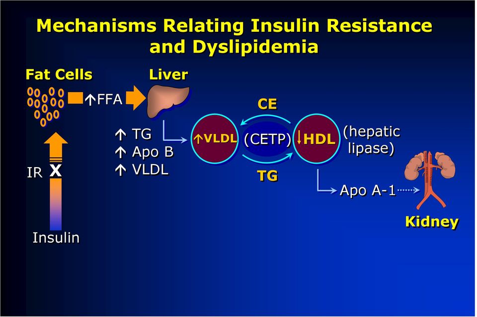 IR X TG Apo B VLDL VLDL (CETP) TG HDL