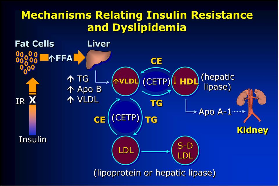 Apo B VLDL CE VLDL (CETP) LDL (CETP) TG TG HDL S-D