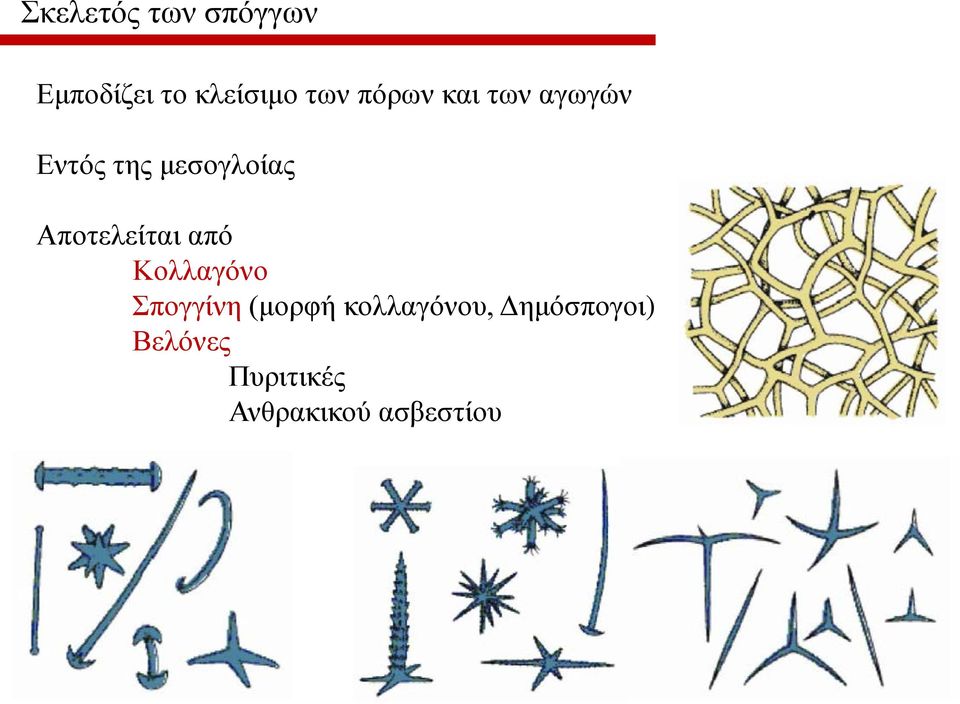 Αποτελείται από Κολλαγόνο Σπογγίνη (μορφή