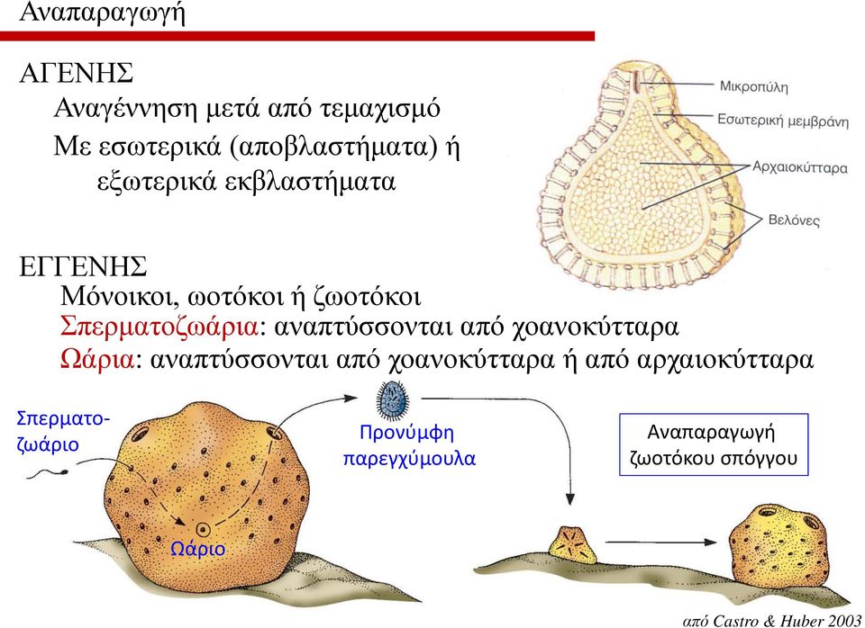 αναπτύσσονται από χοανοκύτταρα Ωάρια: αναπτύσσονται από χοανοκύτταρα ή από