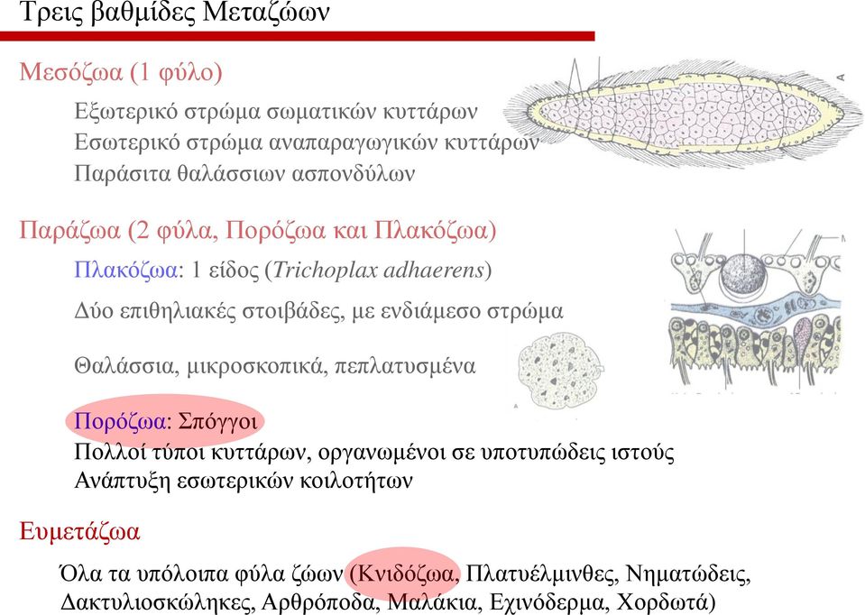 Θαλάσσια, μικροσκοπικά, πεπλατυσμένα Πορόζωα: Σπόγγοι Πολλοί τύποι κυττάρων, οργανωμένοι σε υποτυπώδεις ιστούς Ανάπτυξη εσωτερικών