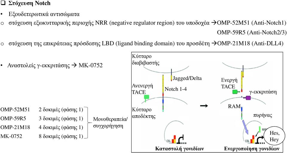 ΜΚ-0752 Κύτταρο διαβιβαστής Ανενεργή TACE Jagged/Delta Notch 1-4 Ενεργή TACE γ-εκκριτάση OMP-52M51 2 δοκιµές (φάσης 1) OMP-59R5 3 δοκιµές (φάσης 1)