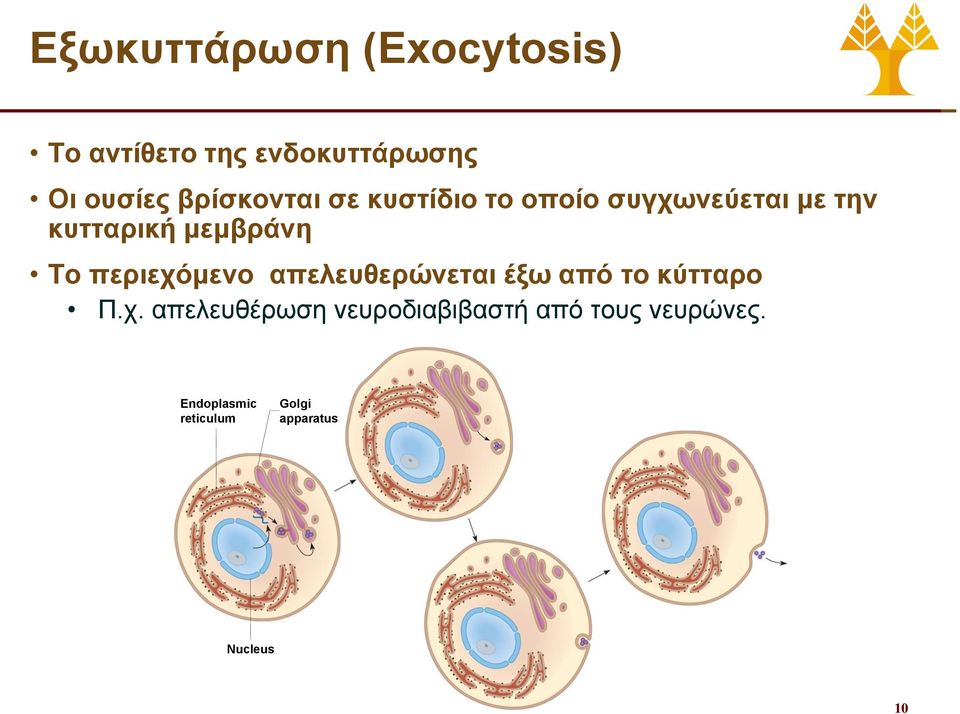 Το περιεχόμενο απελευθερώνεται έξω από το κύτταρο Π.χ. απελευθέρωση νευροδιαβιβαστή από τους νευρώνες.