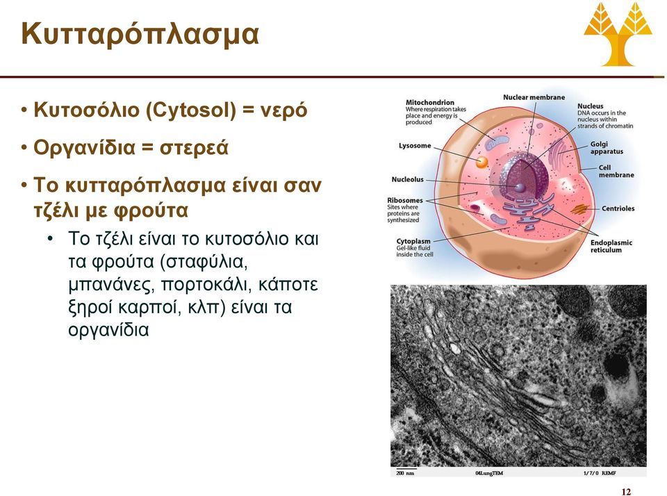 τζέλι είναι το κυτοσόλιο και τα φρούτα (σταφύλια,