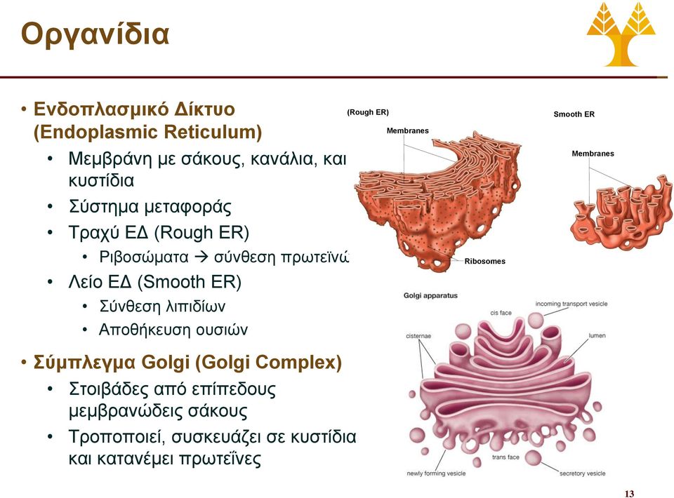 λιπιδίων Αποθήκευση ουσιών Σύμπλεγμα Golgi (Golgi Complex) Στοιβάδες από επίπεδους μεμβρανώδεις