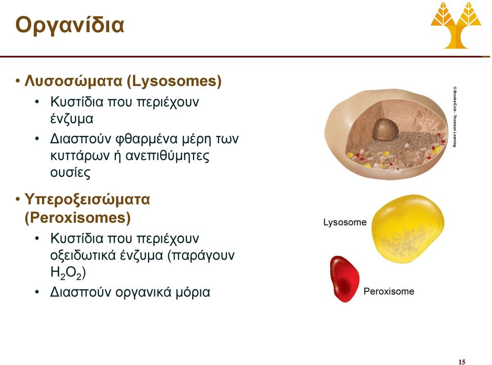 ουσίες Υπεροξεισώματα (Peroxisomes) Κυστίδια που περιέχουν