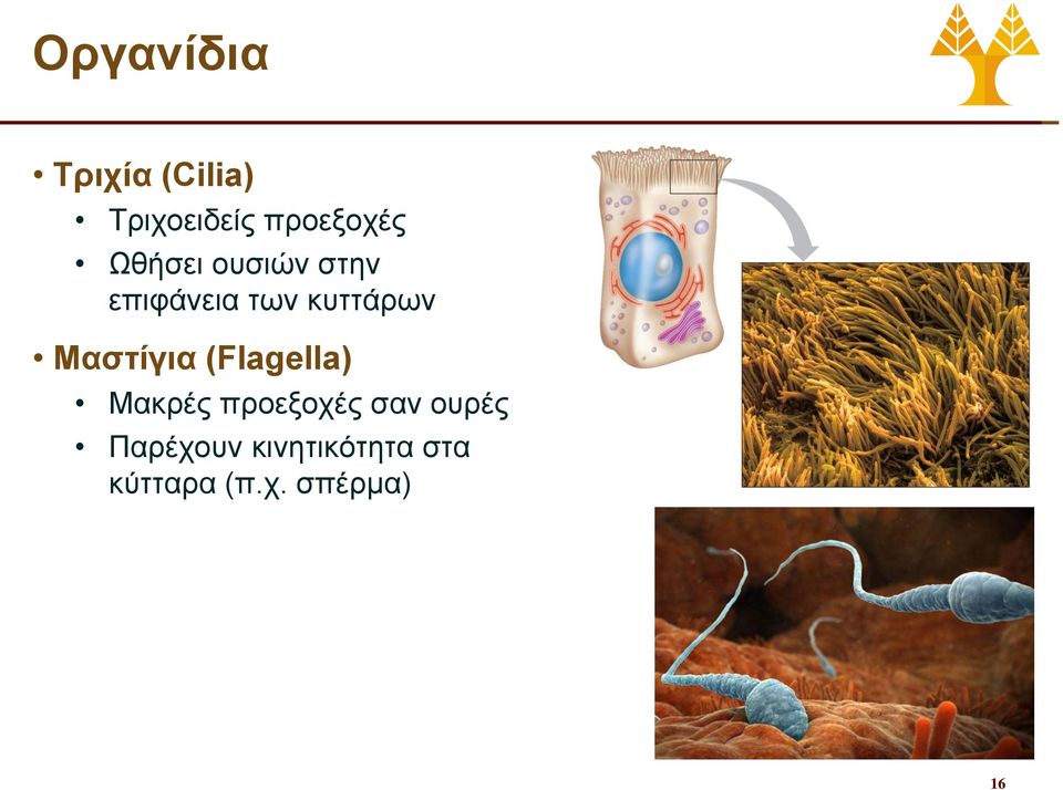 Μαστίγια (Flagella) Μακρές προεξοχές σαν ουρές