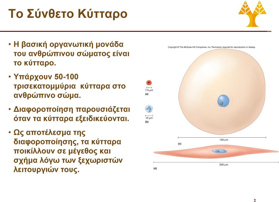 Διαφοροποίηση παρουσιάζεται όταν τα κύτταρα εξειδικεύονται.