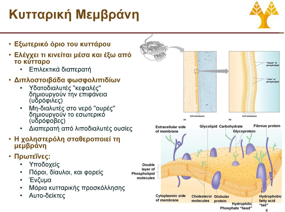 δίαυλοι, και φορείς Ένζυμα Μόρια κυτταρικής προσκόλλησης Αυτο-δείκτες Double layer of Phospholipid molecules (a) Extracellular side of membrane Cytoplasmic side of membrane Cell membrane (b)