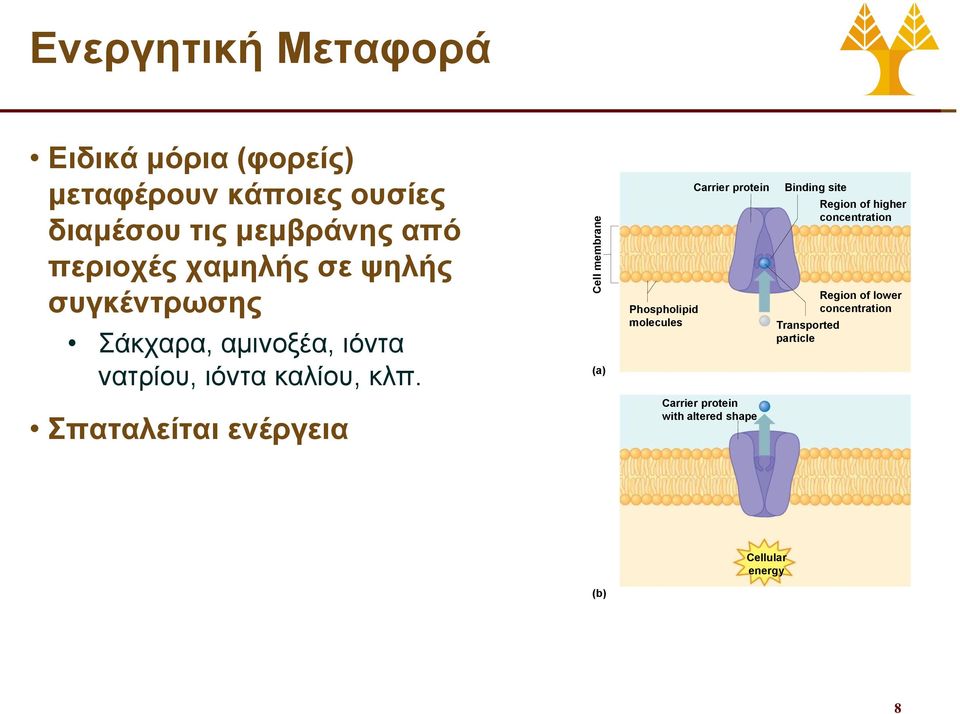 κλπ. Σπαταλείται ενέργεια (a) Phospholipid molecules Carrier protein Carrier protein with altered shape