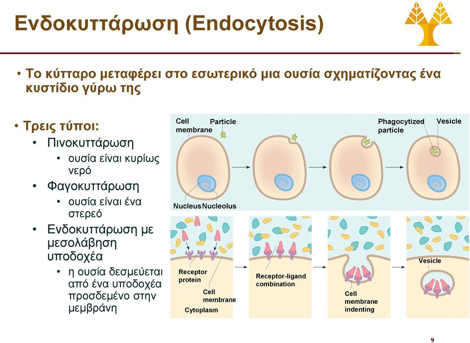 υποδοχέα η ουσία δεσμεύεται από ένα υποδοχέα προσδεμένο στην μεμβράνη Cell Particle membrane Nucleus Nucleolus