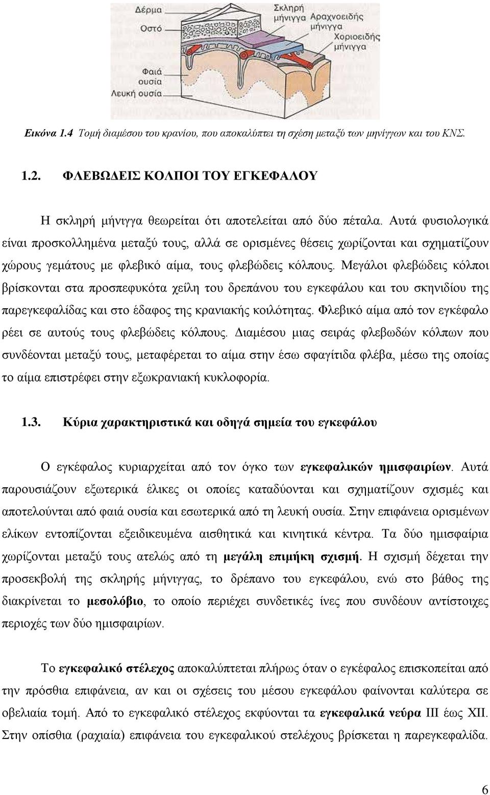 Μεγάλοι φλεβώδεις κόλποι βρίσκονται στα προσπεφυκότα χείλη του δρεπάνου του εγκεφάλου και του σκηνιδίου της παρεγκεφαλίδας και στο έδαφος της κρανιακής κοιλότητας.