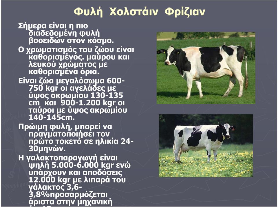 200 kgr οι ταύροι µε ύψος ακρωµίου 140-145cm. Πρώιµη φυλή, µπορεί να πραγµατοποιήσει τον πρώτο τοκετό σε ηλικία 24-30µηνών.