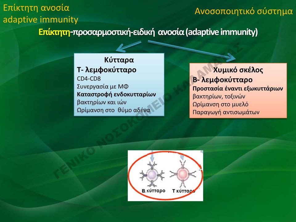 ενδοκυτταρίων βακτηρίων και ιών Ωρίμανση στο θύμο αδένα Χυμικό σκέλος Β- λεμφοκύτταρο