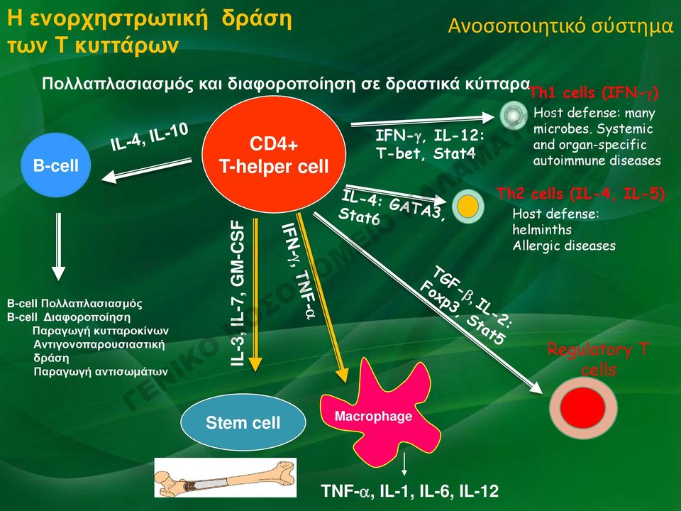 IL-3, IL-7, GM-CSF Stem cell Macrophage IFN-γ, IL-12: T-bet, Stat4 Th1 cells (IFN-γ) Host defense: many microbes.